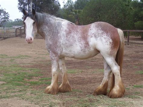 Sabino Clydesdale Clydesdale Horses Horses Clydesdale