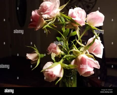 Pink Mini Roses Stock Photo Alamy