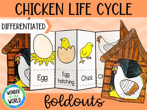 Life Cycle Of A Chicken Foldable Science Craft Teaching Resources