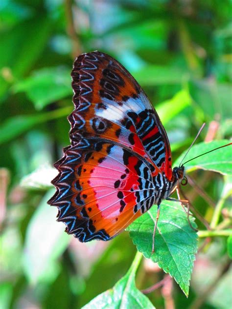 Colorful Butterflies