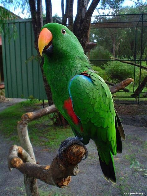 Male Eclectus Parrot Parrot Parrot Pet Best Pet Birds