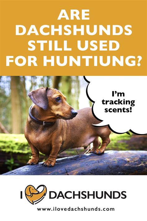 Are Dachshunds Still Used For Hunting I Love Dachshunds