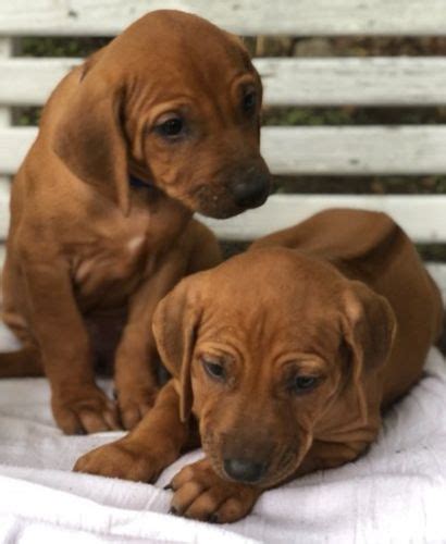 Rhodesian Ridgeback Puppies For Sale Fort Worth Tx 283393