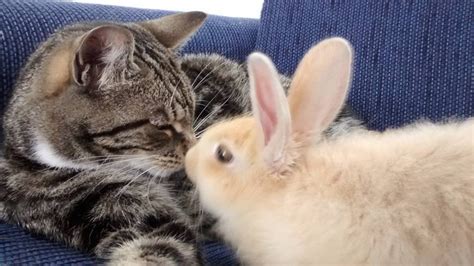 Rescue Cat Cant Stop Grooming And Cuddling Her Rabbit