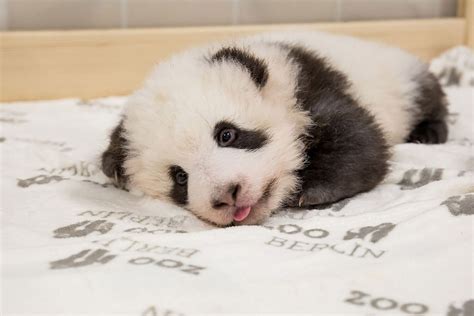 Berlin Zoo Releases New Photos Of Baby Panda Twins