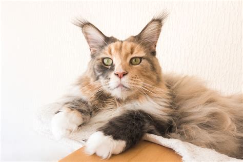 Learn more about what to know before buying a eyes & ears: 13 Most Popular Cat Breeds With Ear Tufts - ExcitedCats