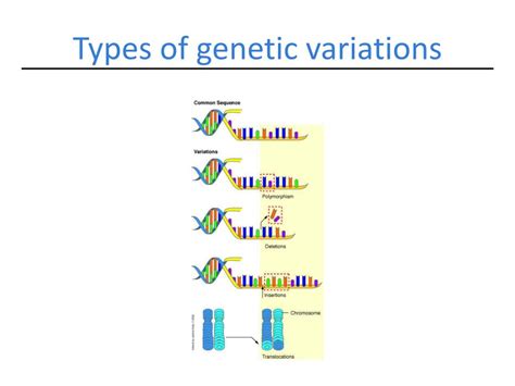 Ppt Genetic Variation Powerpoint Presentation Free Download Id1108345