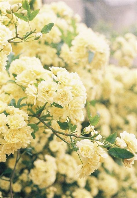 By Naokolalala Flowers Rose Yellow Gray Garden Flower Garden Rose
