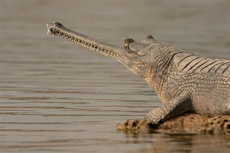 Gharial Population Estimation In The Chambal And Conservation
