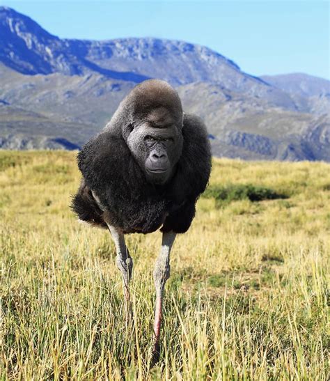 These Bizarre Animal Hybrids Only Exist In Photoshop And Your