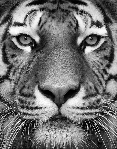 A Black And White Photo Of A Tiger S Face