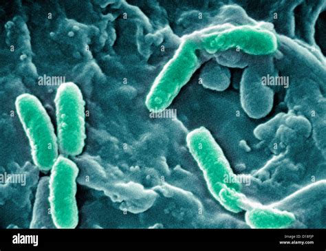 Pseudomonas Bacteria Hi Res Stock Photography And Images Alamy