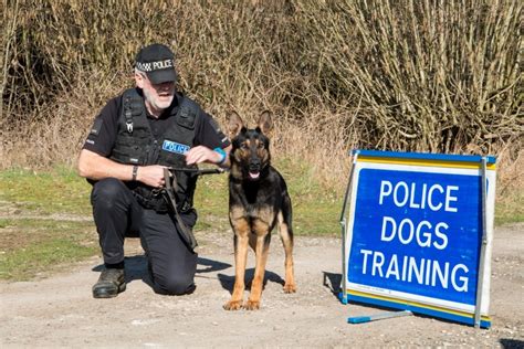 The Long Paw Of The Law Meet Dstls Police Dogs Govuk