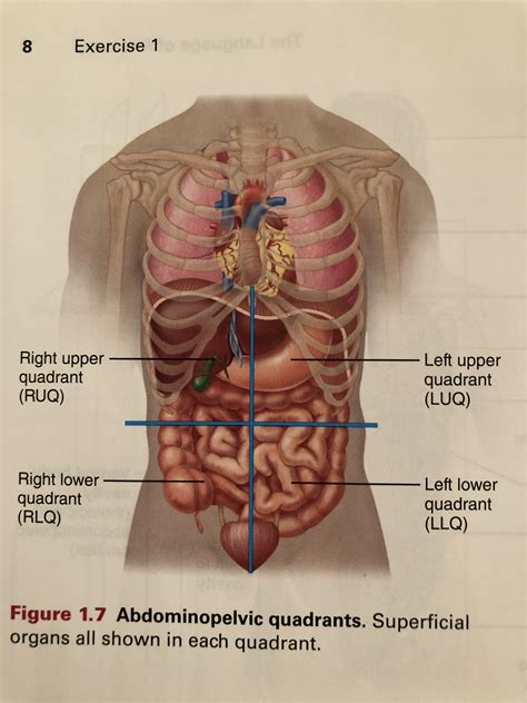 Toward or at the back of the body. Abdominopelvic quadrants FIGURE1.7 | Nursing school tips, Nursing school, Anatomy and physiology