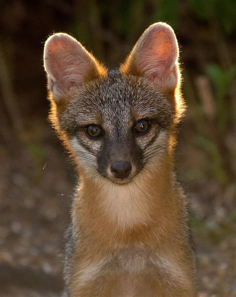 Gray Fox Portrait 2 North Carolina Uwharrie National Forest Photograph