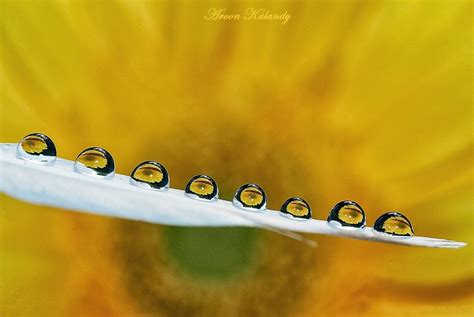 Macro Tutorial Water Drops Photography Technology Share