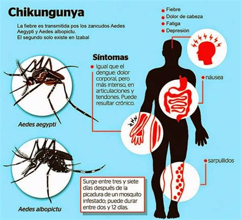 ¡cuidado Con El Chikungunya Diagnostico Medico