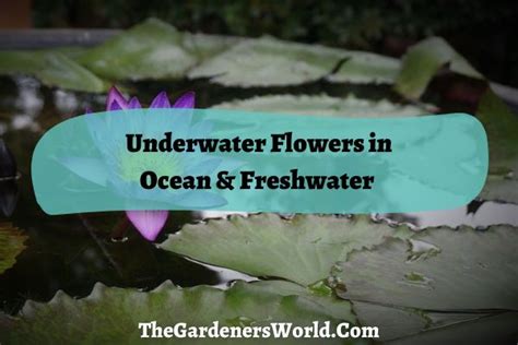 Underwater Flowers In Ocean And Freshwater The Gardeners World