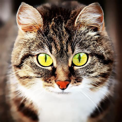 Free Photo Animal Cat Eyes Pet Free Download Jooinn