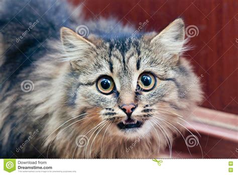 Frightened Cat Stock Photo Image Of Looking Domestic 72290230