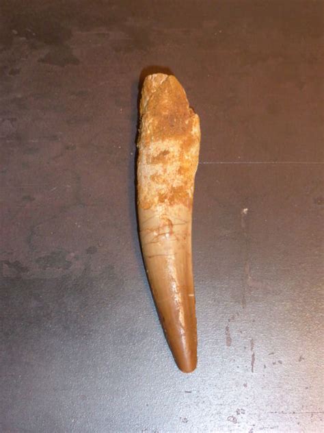 Large Dinosaur Tooth Spinosaurus Aegypticus 90mm Catawiki