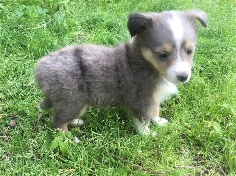 .puppies for sale shelties for sale , shelties for sale granite gables shelties for sale shetland sheepdogs for sale shetland sheepdogs for sale in biss gch villager shalamar simply vera. Blue Merle Sheltie Puppies For Sale In Ny - Free Download ...