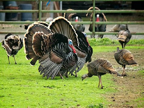 How To Seduce A Turkey The Bizarre Poultry Sex Experiments Of The