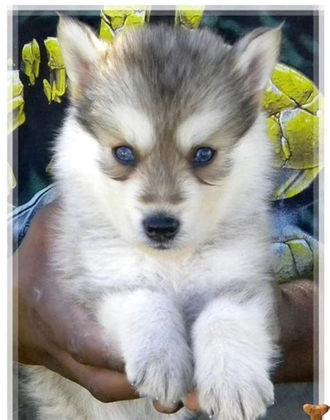 Siberian Husky Wolf Mix Puppies For Sale Zoe Fans Blog Wolf Dog