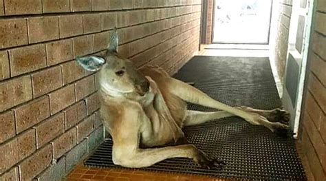 This Kangaroo Struck A Seductive Pose To Block The Loo And Twitterati Cant Get Over It