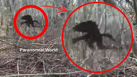 5 Mythical Creature Sighting Paranormal Top 5 Youtube