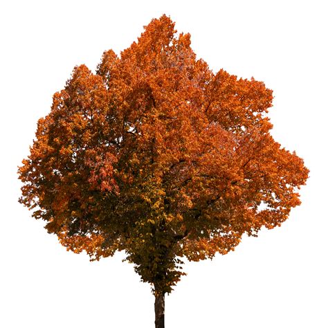 Autumn Tree Transparent Png Stickpng