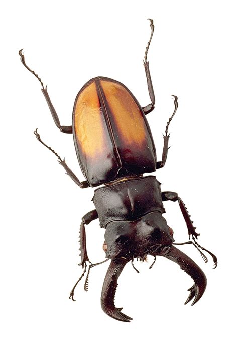 Collection Of Beebeetle Png Pluspng