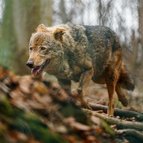 Iberian Wolf In Zoo 20501402 Stock Photo At Vecteezy