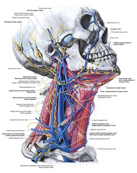 Der aufbau und die körperfunktion des lymph systems. Best 25+ Anatomie des menschen ideas on Pinterest ...