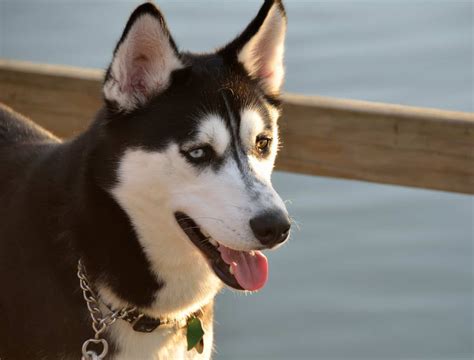 The Great Alaskan Husky What You Need To Know K9 Web