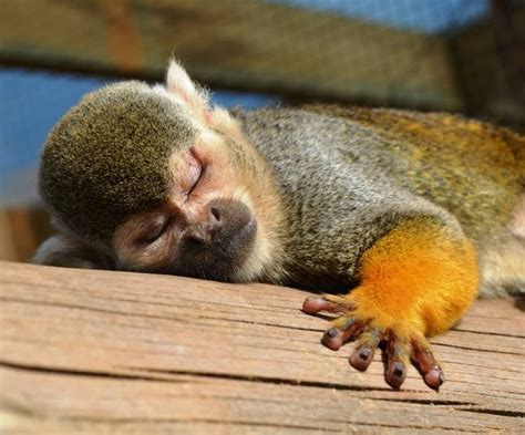 Squirrel Monkeys