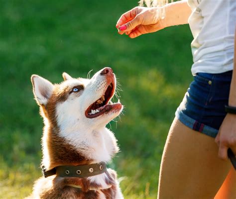 What Are The Easiest Dog Breeds To Train