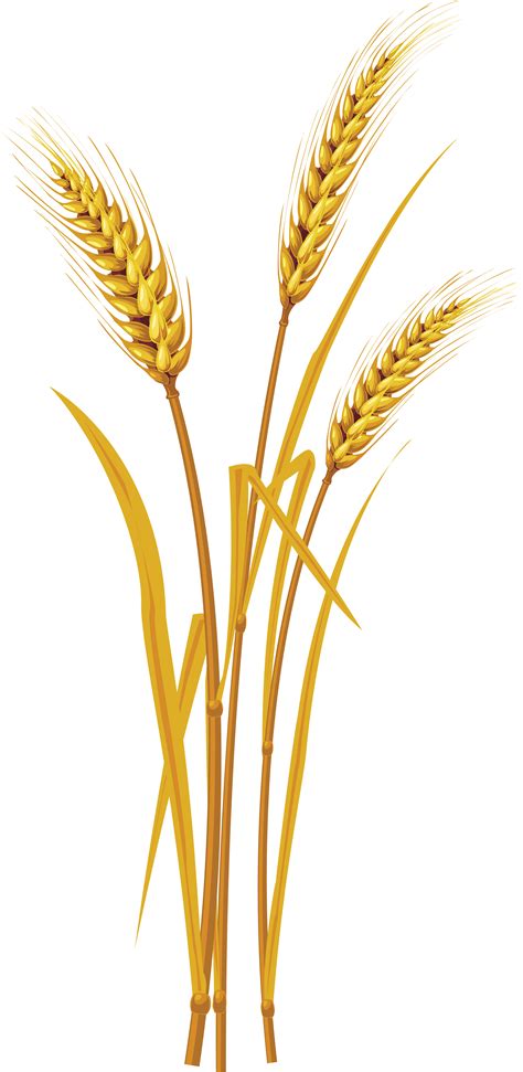 Wheat PNG