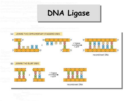 Dna Ligase Mechanismus Why Is Atp Needed For Ligation Wasfa Blog