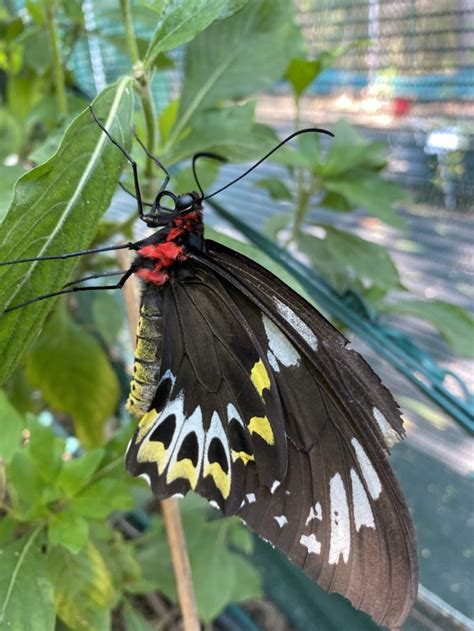 Bribie Island Butterfly House Getaboutable