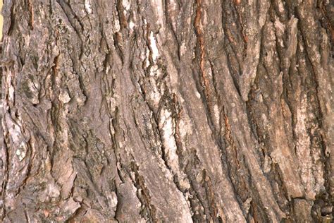 Tree Bark Texture Free Stock Photo Public Domain Pictures