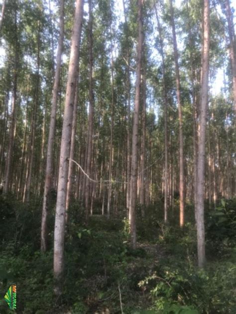 Compro Floresta De Eucalipto Em Alagoinhas Ba à Venda Compre 340110