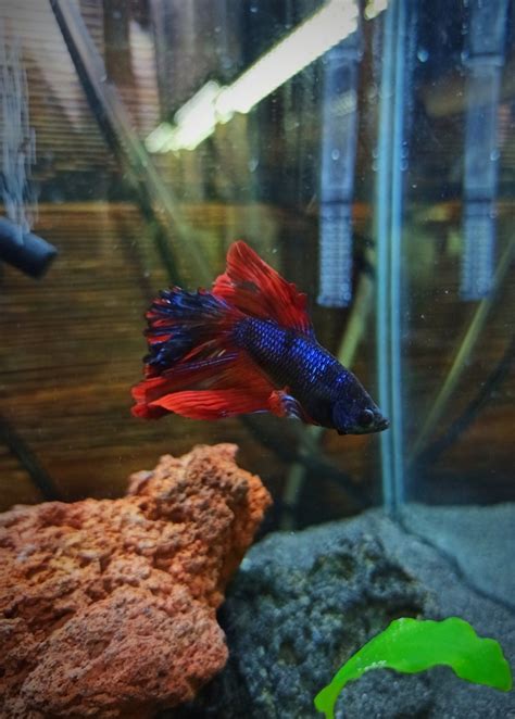 The Ins And Outs Of Betta Fish Poop Build Your Aquarium