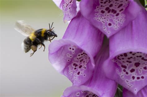 Manic Plant Macro F2 Beside Outdoors Foxglove Insect Bumblebee