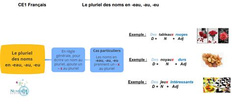 Le pluriel des noms en eau au eu leçon et exercices CE1