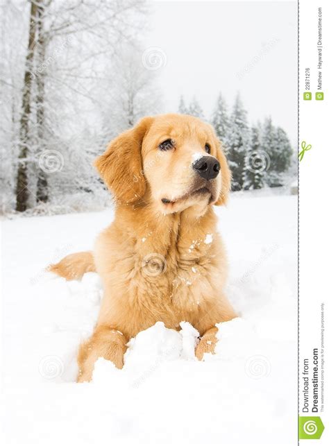 A Young Golden Retriever Dog Laying Down In Snow Stock