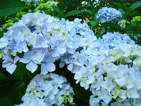 Pastel Blue Hydrangea Flowers Green Garden Floral Photograph By Baslee