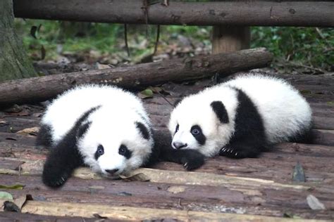 Tokyos Ueno Zoo Debuts Twin Panda Cubs To Large Crowds