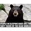 19 Hilarious Black Bear Meme That Make You Smile  MemesBoy