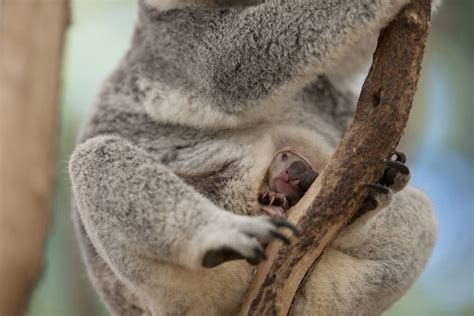 Koala Facts Habitat Behavior Diet